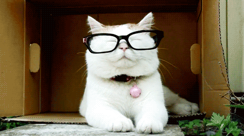 1367207342 funny cats gifs 11.gif