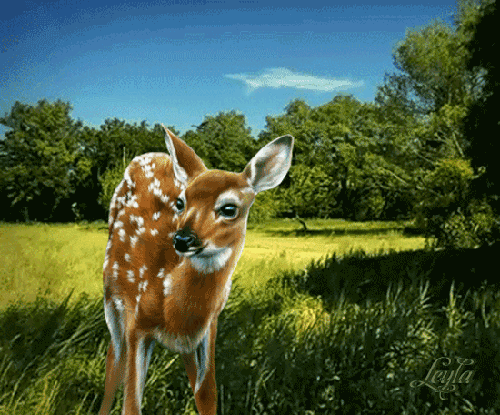 0 95a0a ff952fb7 L.gif