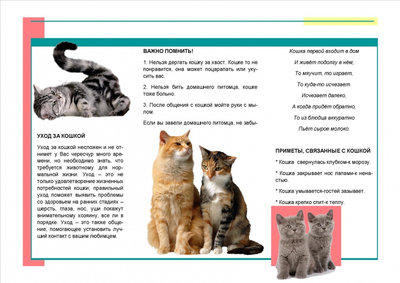 Файл:КОТОВАСИЯ 2.jpg