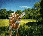 0 95a0a ff952fb7 L.gif