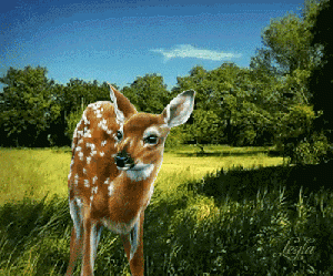 0 95a0a ff952fb7 L.gif