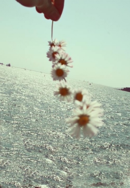 Файл:Chamomile.jpeg