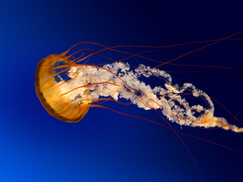 Файл:Jellyfish.jpg