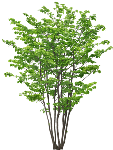 Файл:70010691 1296469333 derevoa9 XL.png